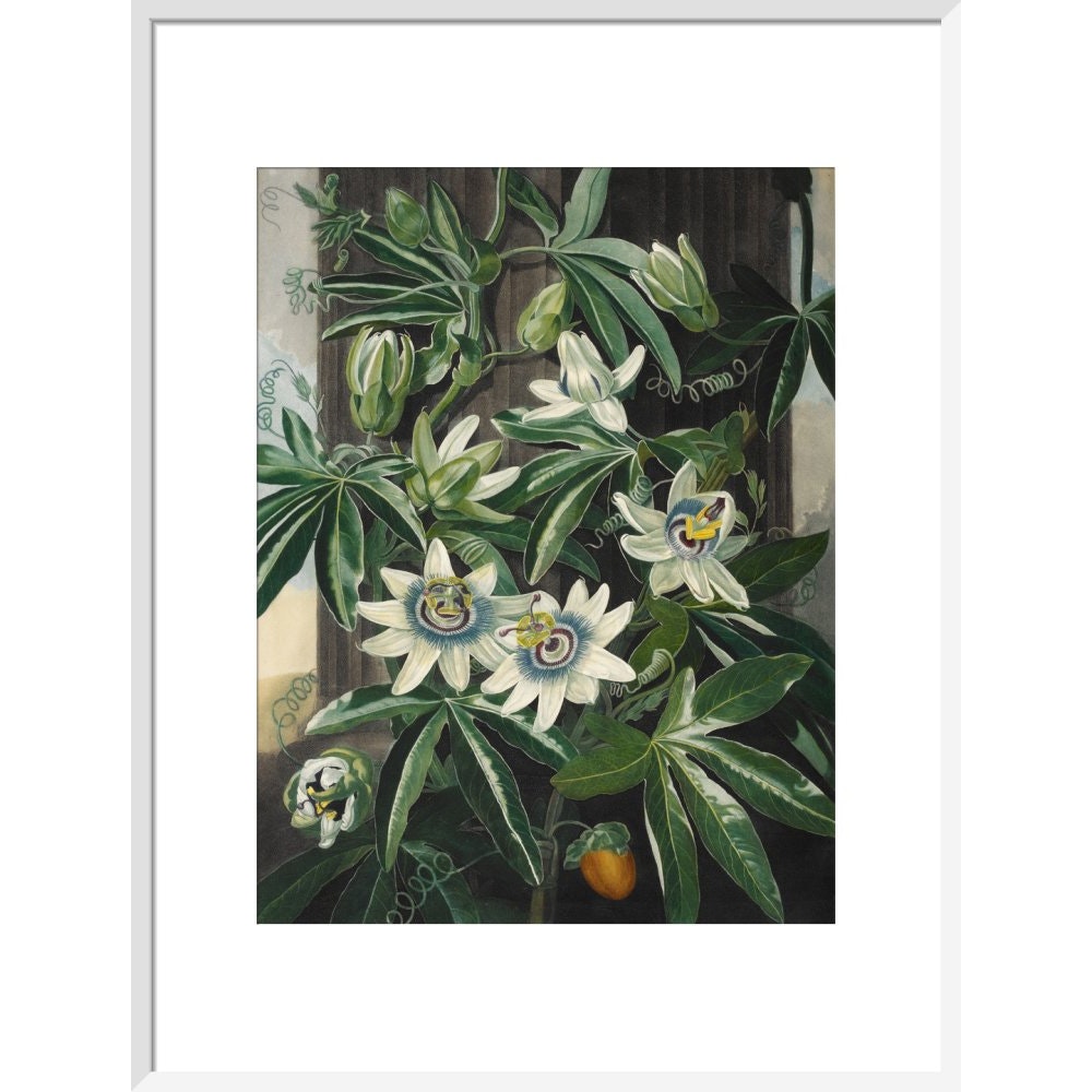 Passion Flower print in white frame