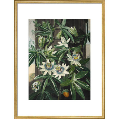 Passion Flower print in gold frame
