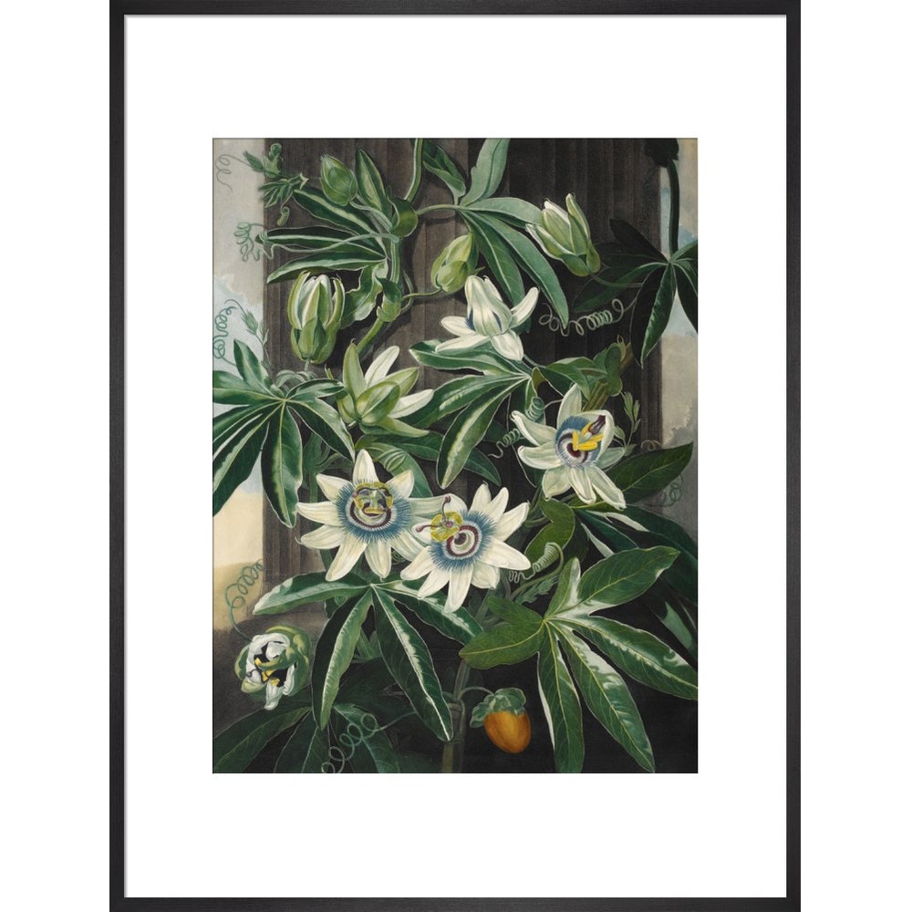 Passion Flower print in black frame