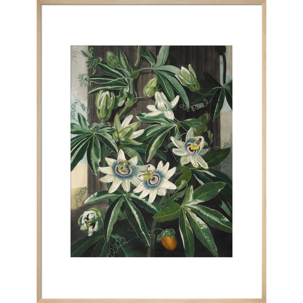 Passion Flower print in natural frame