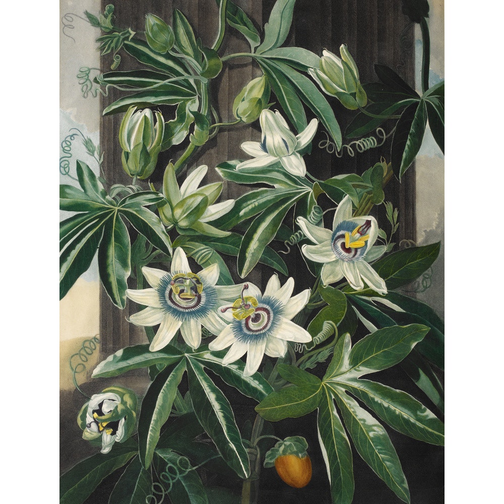 Passion Flower print
