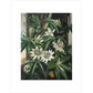 Passion Flower print unframed