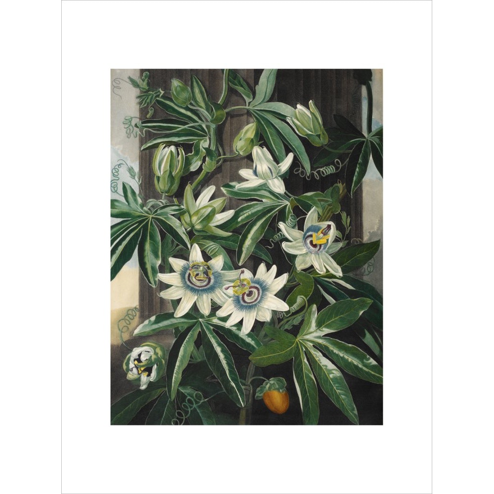 Passion Flower print unframed