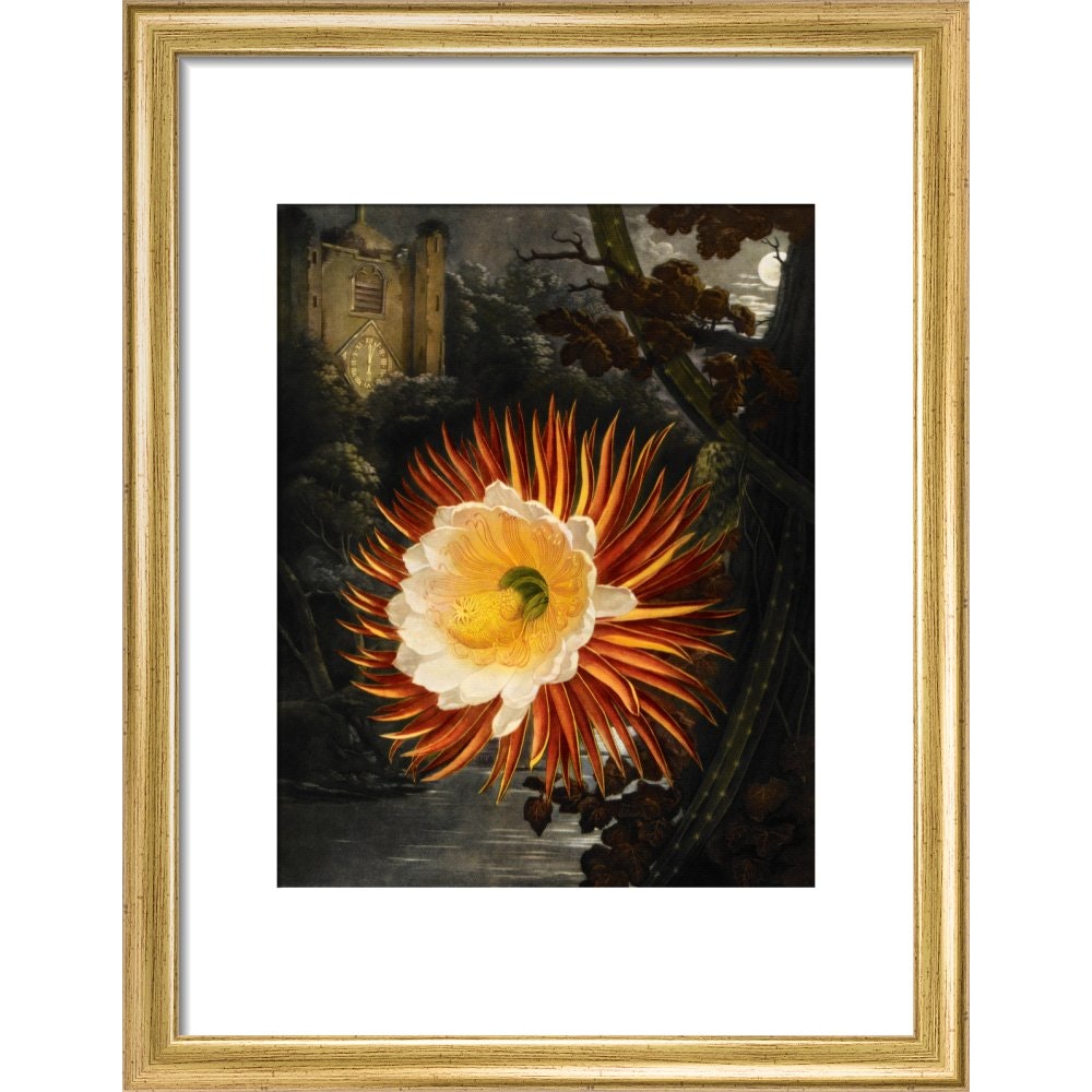 Selenicereus (Night-flowering cactus) print in gold frame