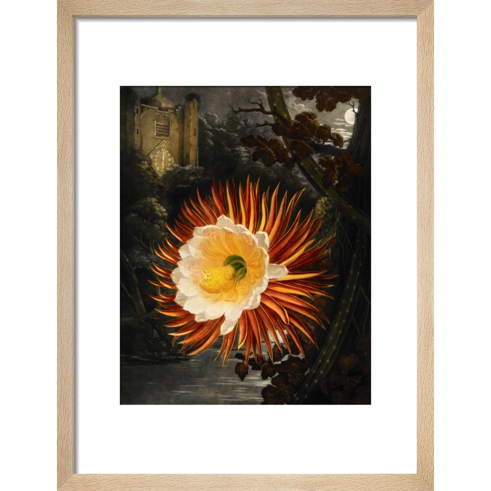 Selenicereus (Night-flowering cactus) print in natural frame