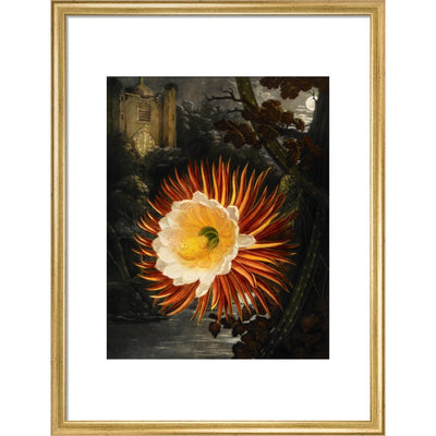 Selenicereus (Night-flowering cactus) print in gold frame