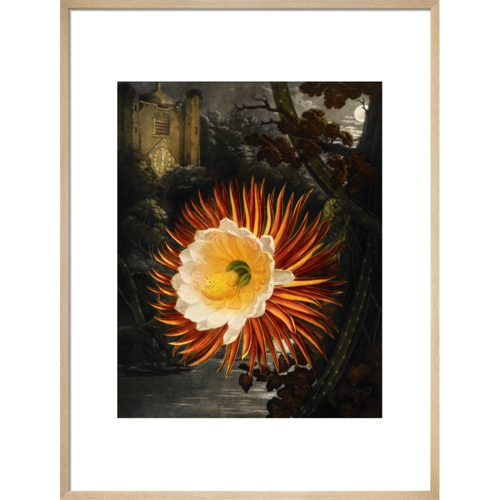 Selenicereus (Night-flowering cactus) print in natural frame