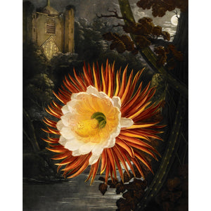 Selenicereus (Night-flowering cactus) print