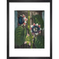 Quadrangular Passion-flower print in black frame