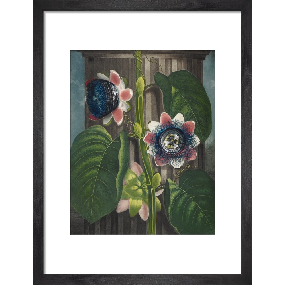 Quadrangular Passion-flower print in black frame