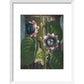 Quadrangular Passion-flower print in white frame