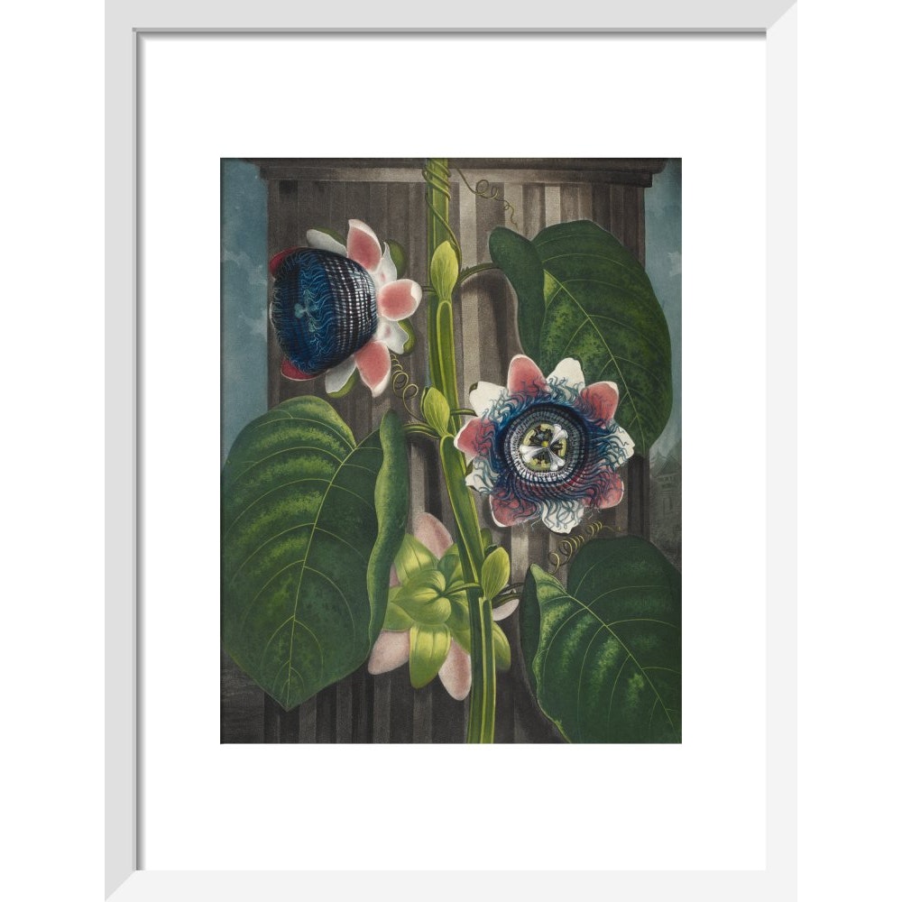 Quadrangular Passion-flower print in white frame