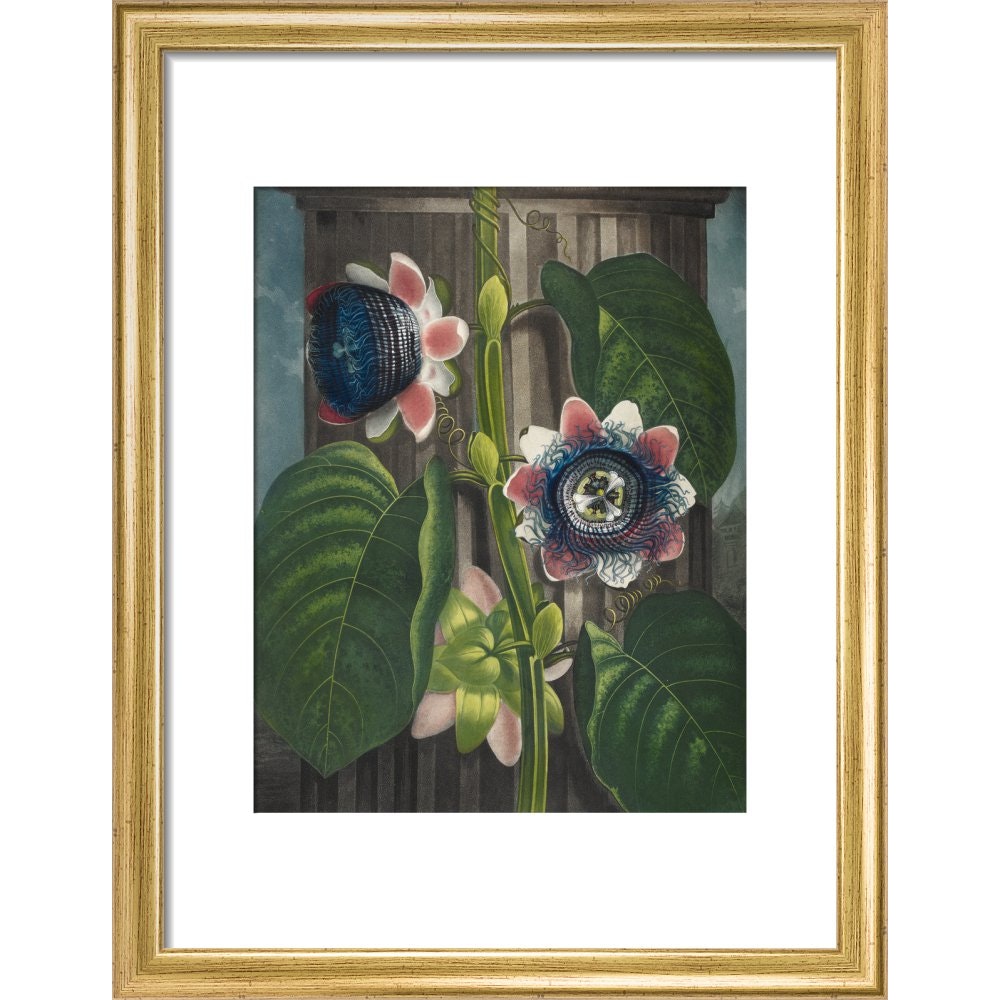 Quadrangular Passion-flower print in gold frame
