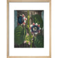 Quadrangular Passion-flower print in natural frame