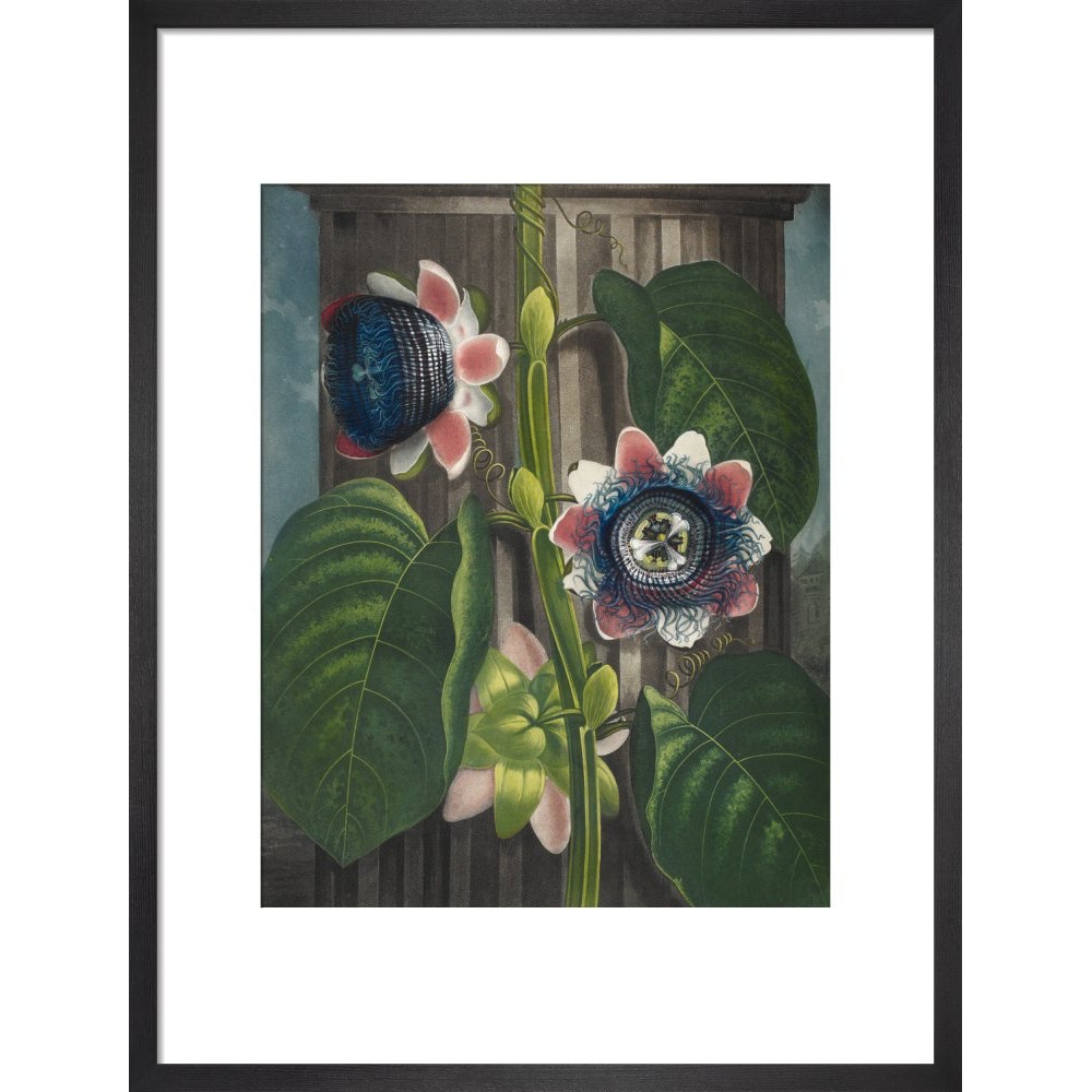 Quadrangular Passion-flower print in black frame