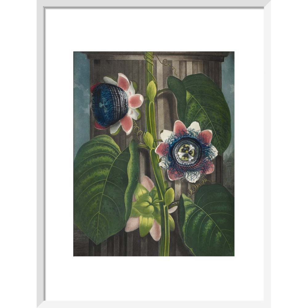Quadrangular Passion-flower print in white frame