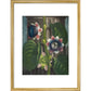 Quadrangular Passion-flower print in gold frame