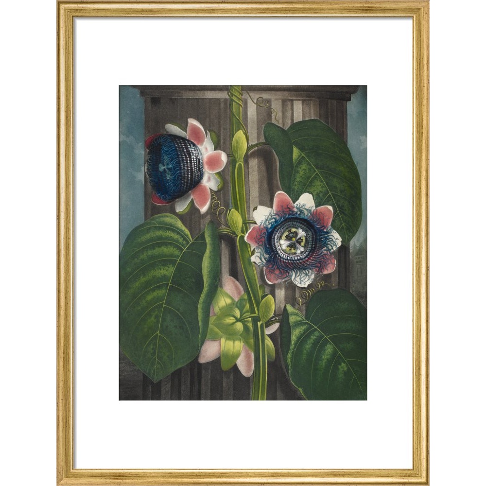 Quadrangular Passion-flower print in gold frame