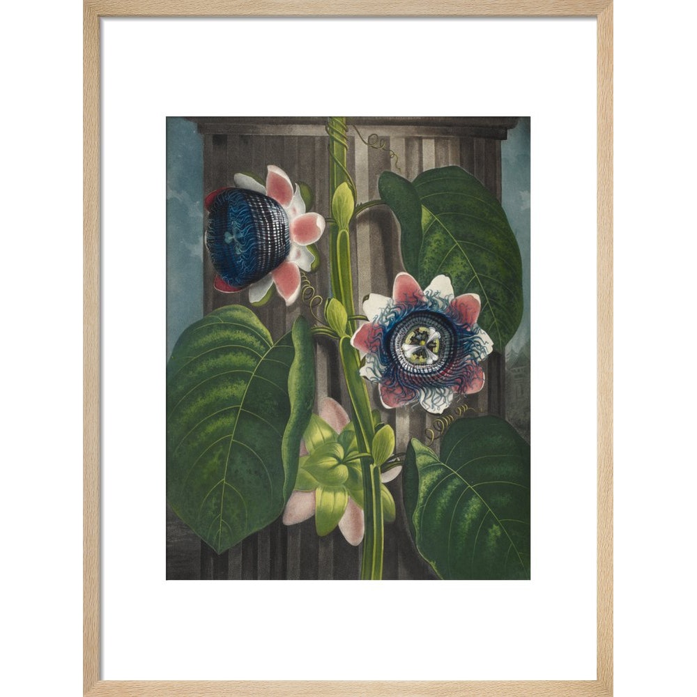 Quadrangular Passion-flower print in natural frame