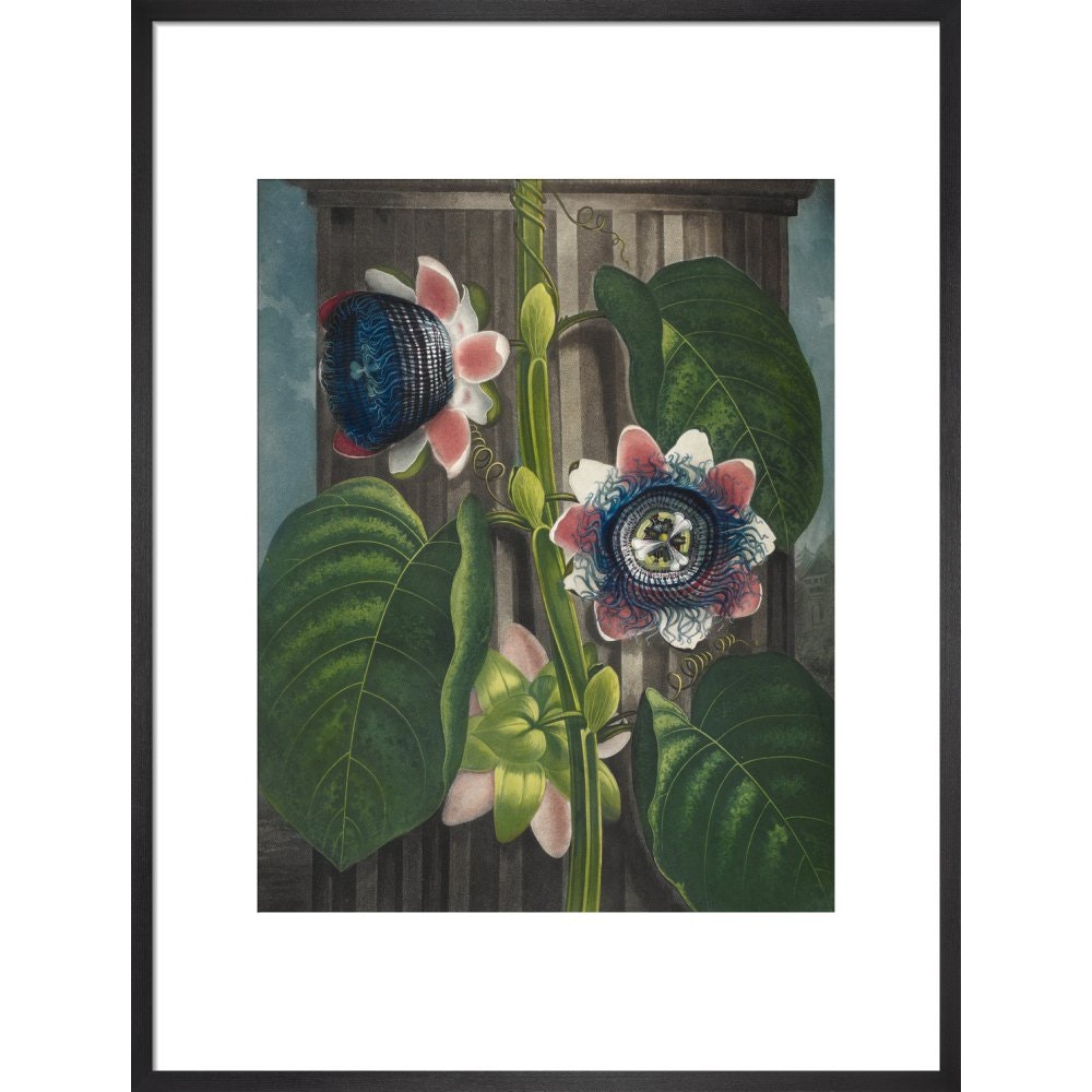 Quadrangular Passion-flower print in black frame