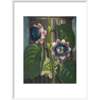 Quadrangular Passion-flower print in white frame