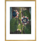 Quadrangular Passion-flower print in gold frame