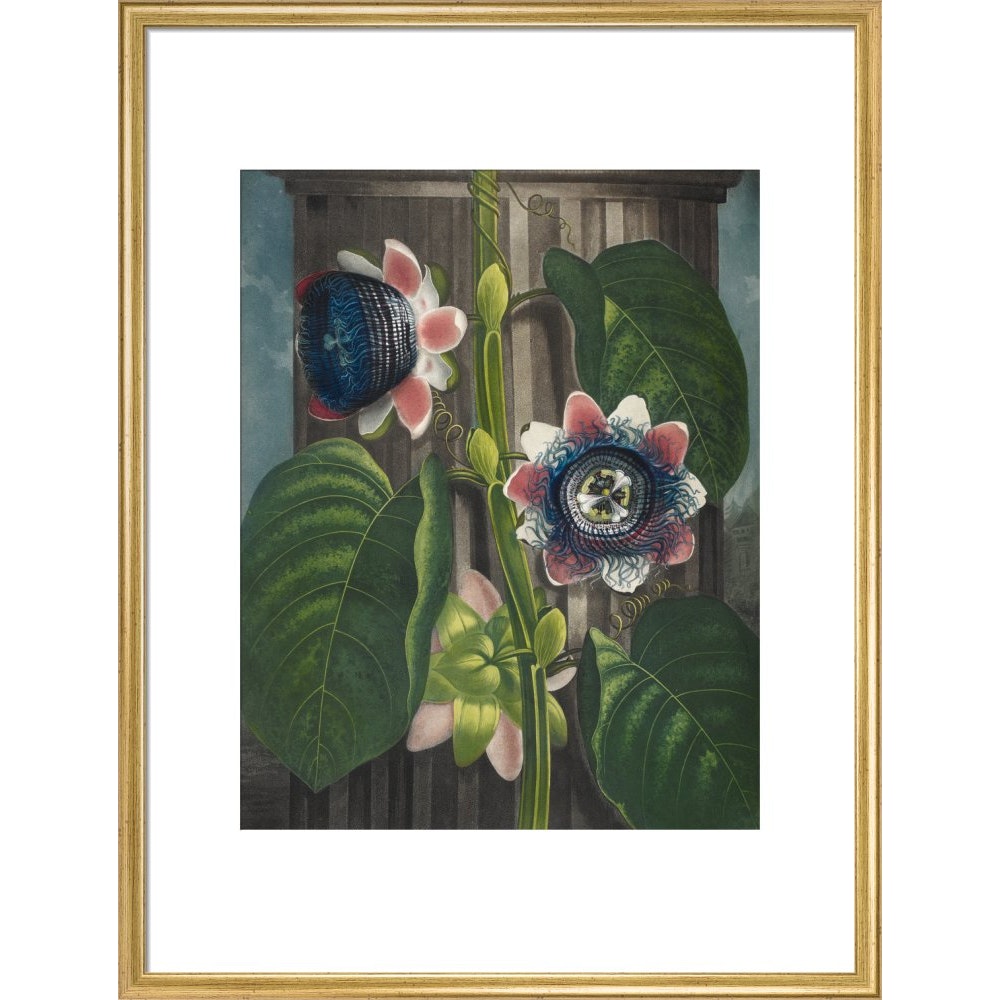 Quadrangular Passion-flower print in gold frame