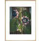 Quadrangular Passion-flower print in natural frame