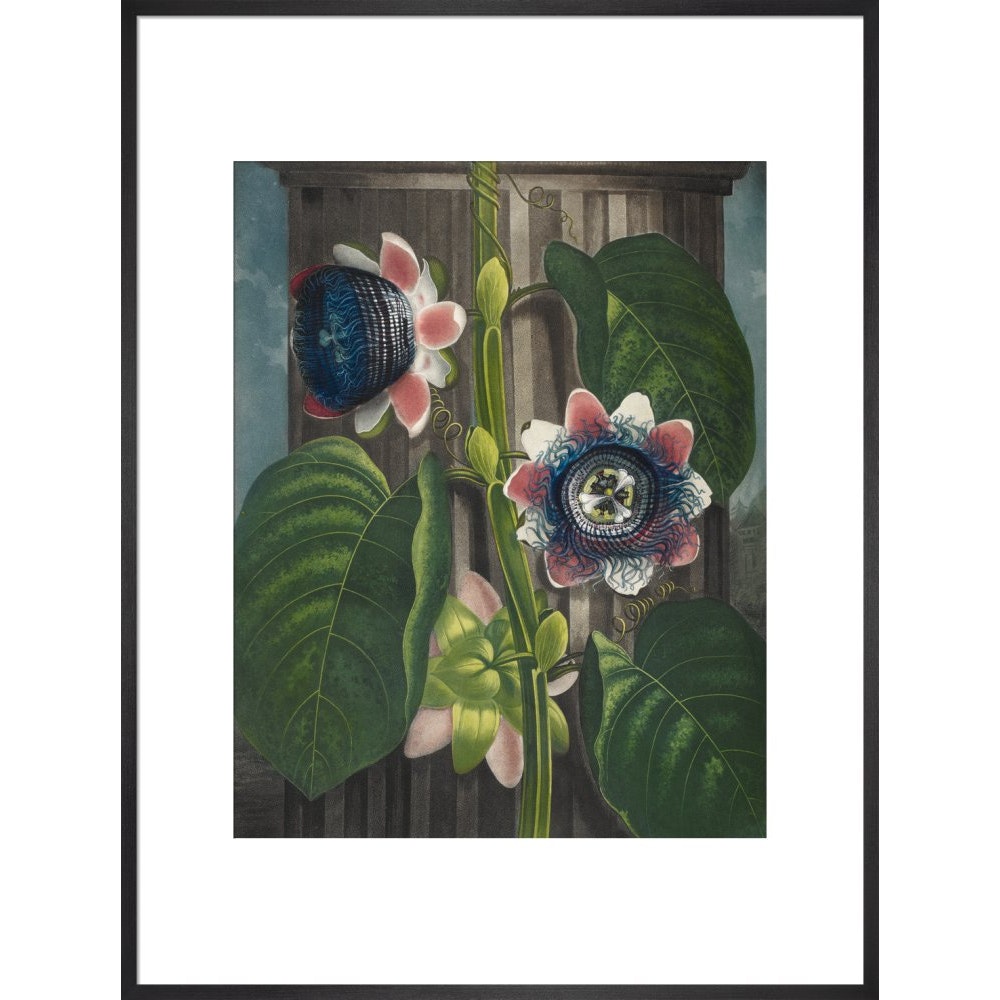 Quadrangular Passion-flower print in black frame