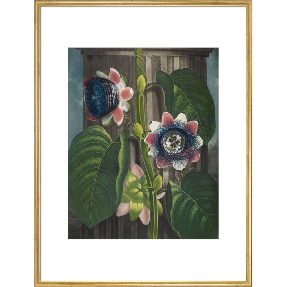 Quadrangular Passion-flower print in gold frame