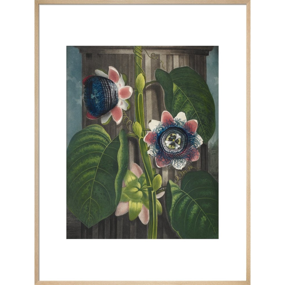 Quadrangular Passion-flower print in natural frame