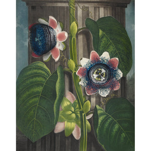 Quadrangular Passion-flower print