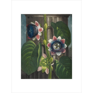 Quadrangular Passion-flower print unframed