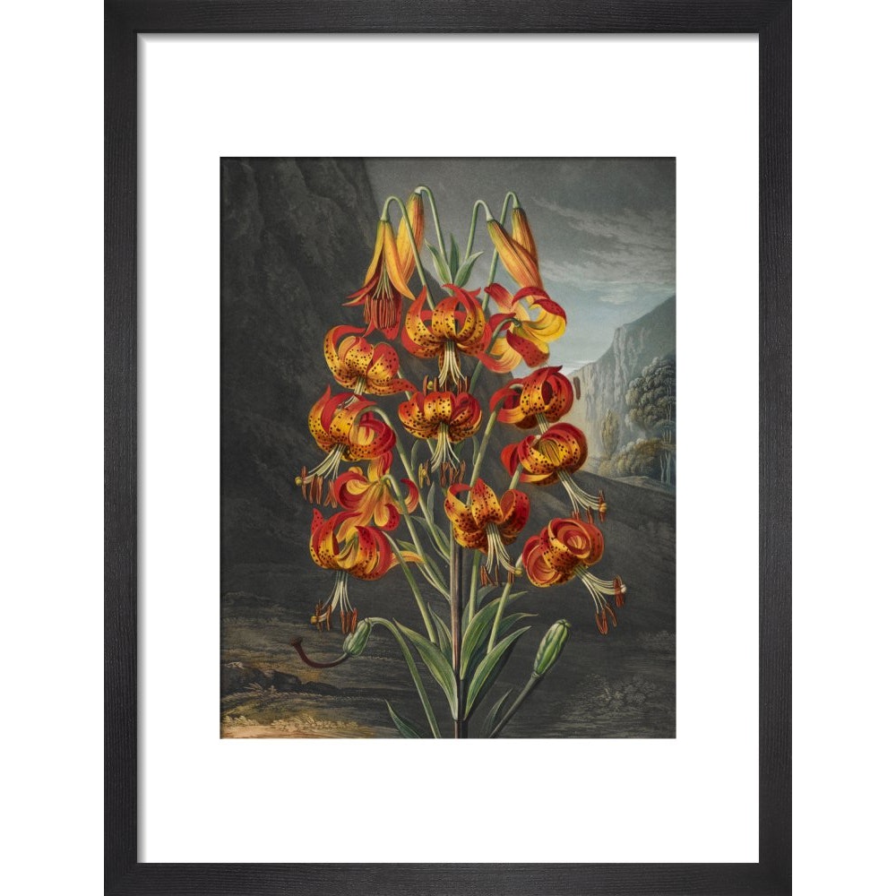The Superb Lily print in black frame