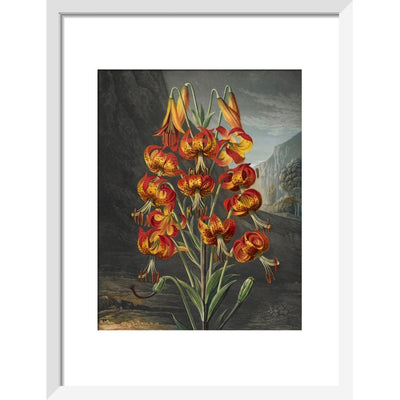 The Superb Lily print in white frame