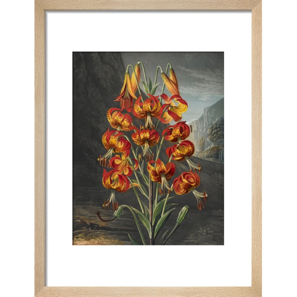 The Superb Lily print in natural frame