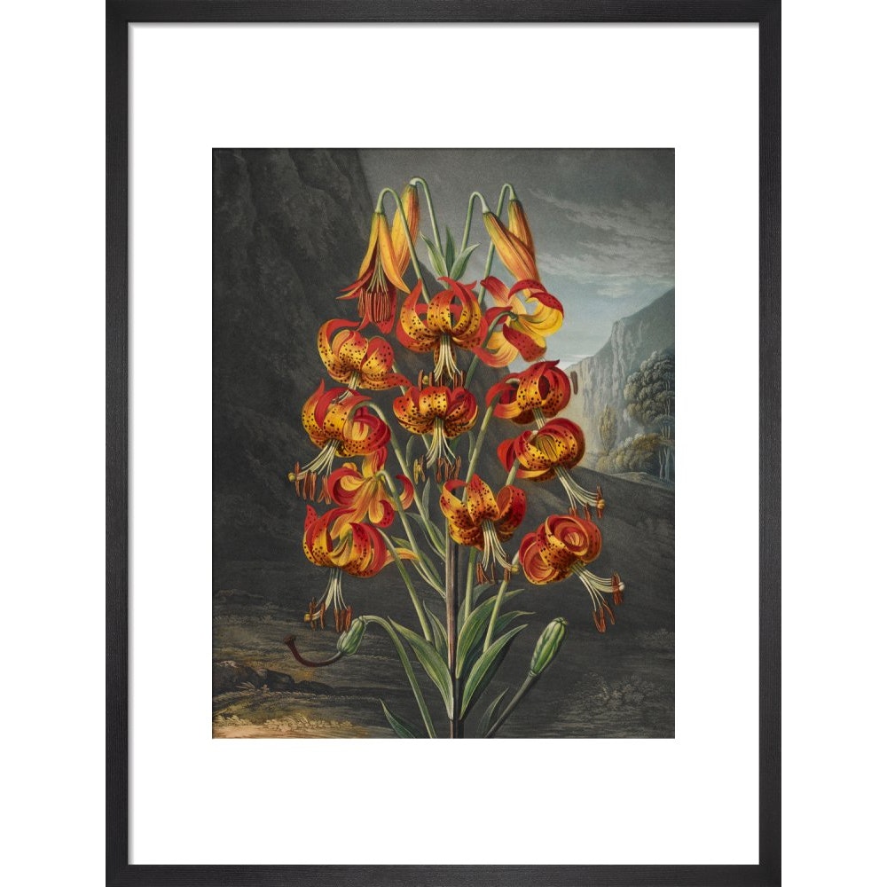 The Superb Lily print in black frame