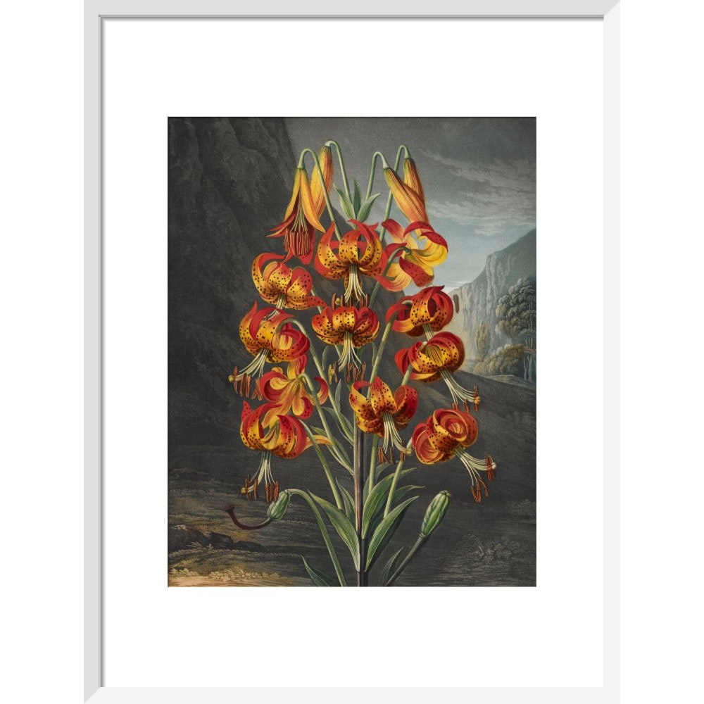 The Superb Lily print in white frame