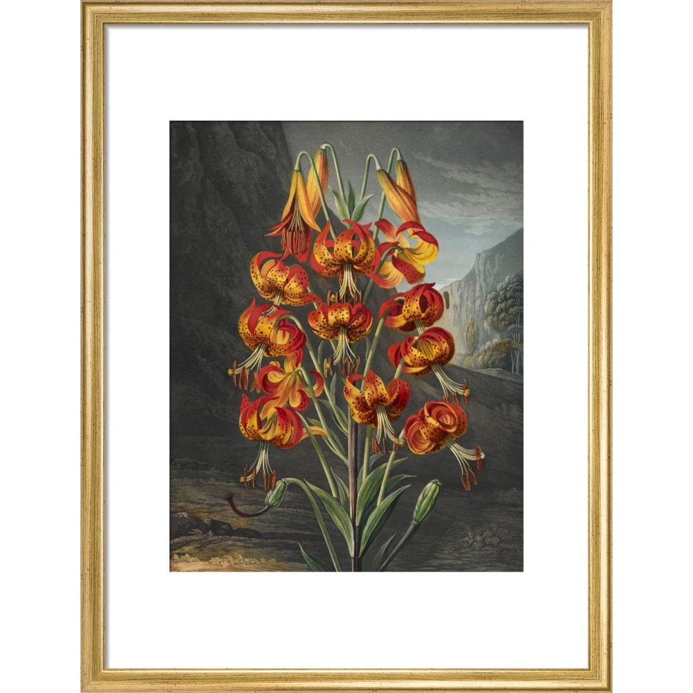 The Superb Lily print in gold frame