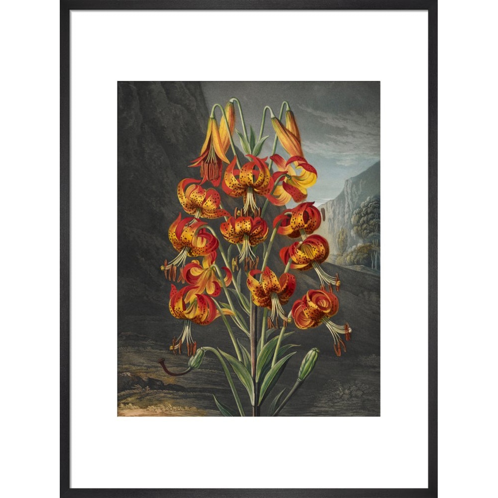 The Superb Lily print in black frame