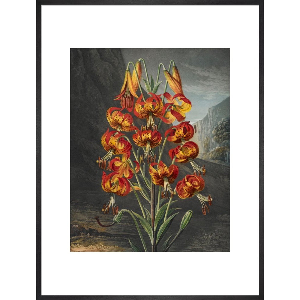 The Superb Lily print in black frame
