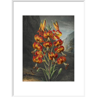 The Superb Lily print in white frame
