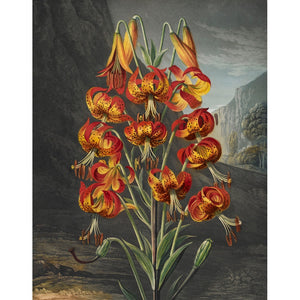 The Superb Lily print