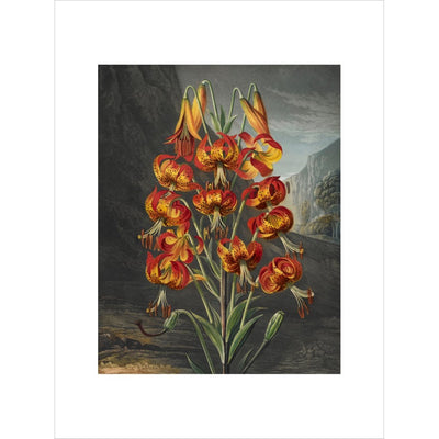 The Superb Lily print unframed
