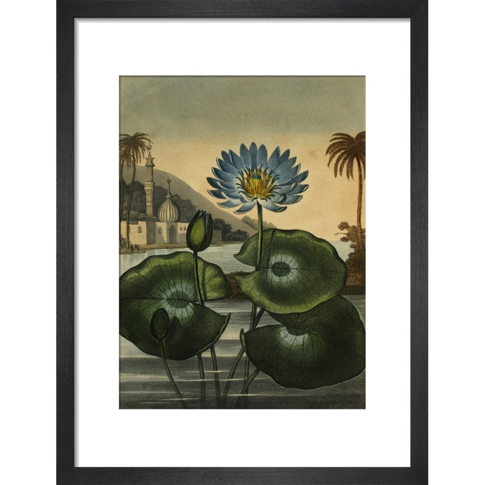 Blue lotus print in black frame