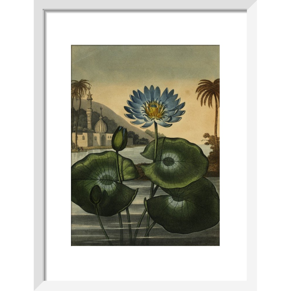 Blue lotus print in white frame