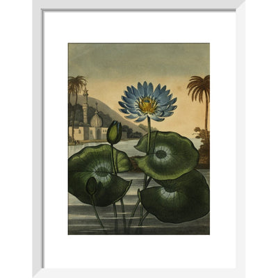 Blue lotus print in white frame