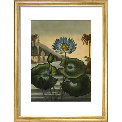 Blue lotus print in gold frame