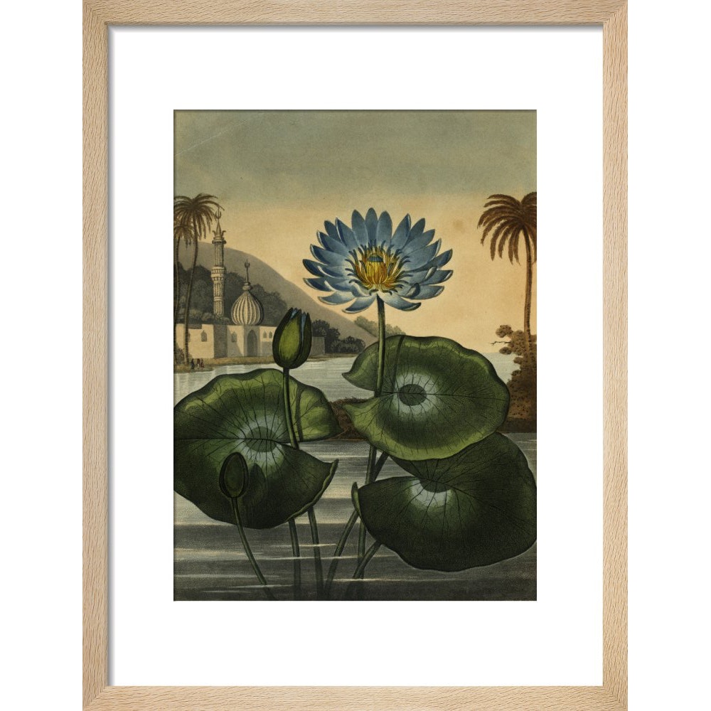 Blue lotus print in natural frame