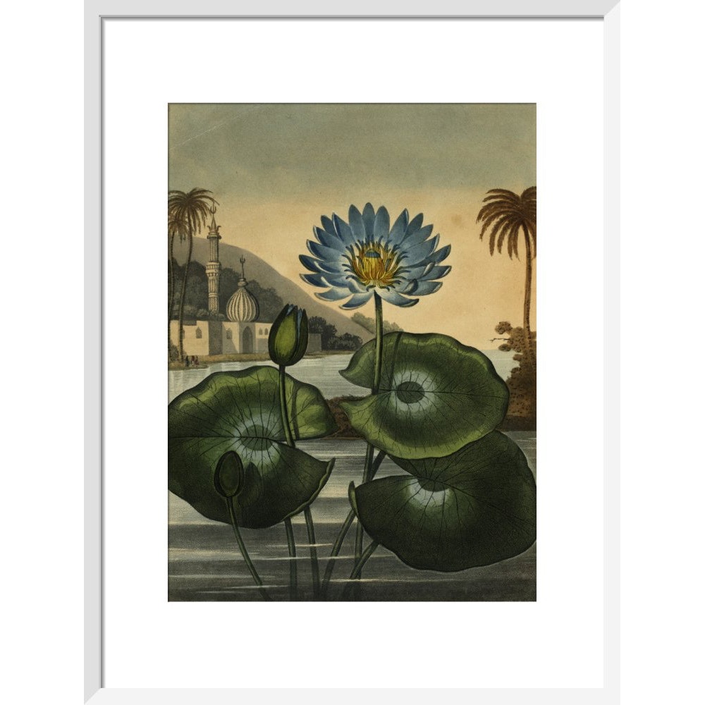Blue lotus print in white frame